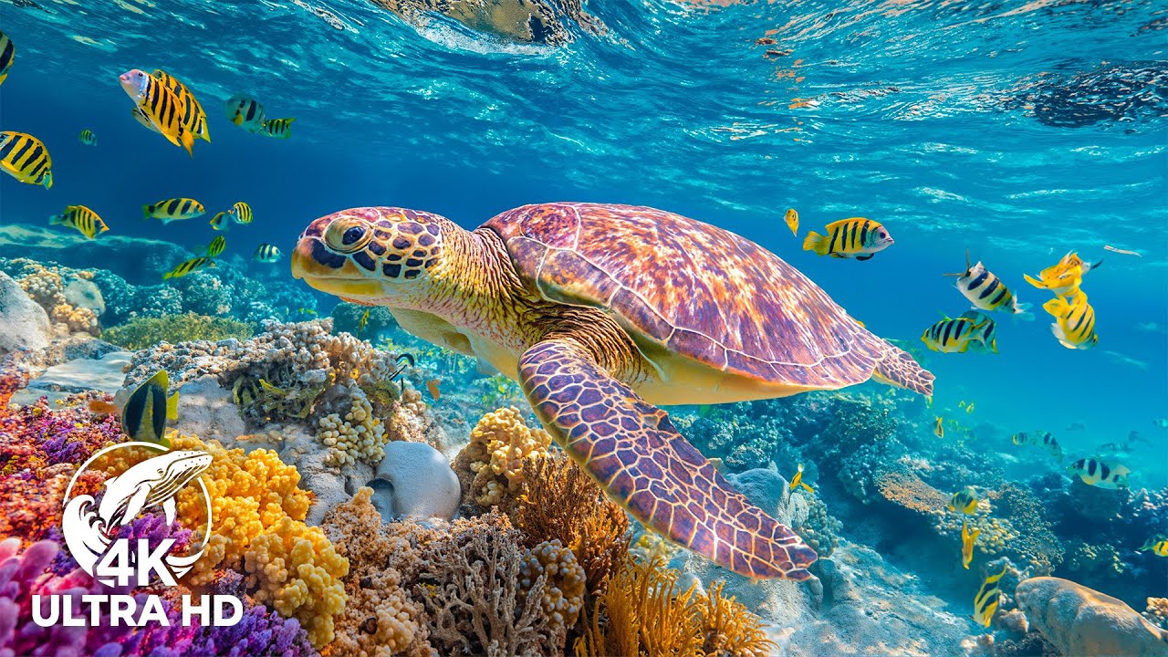 The Ocean 4K ULTRA HD – Stunning Fish & Vibrant Coral Reef for Deep Sleep