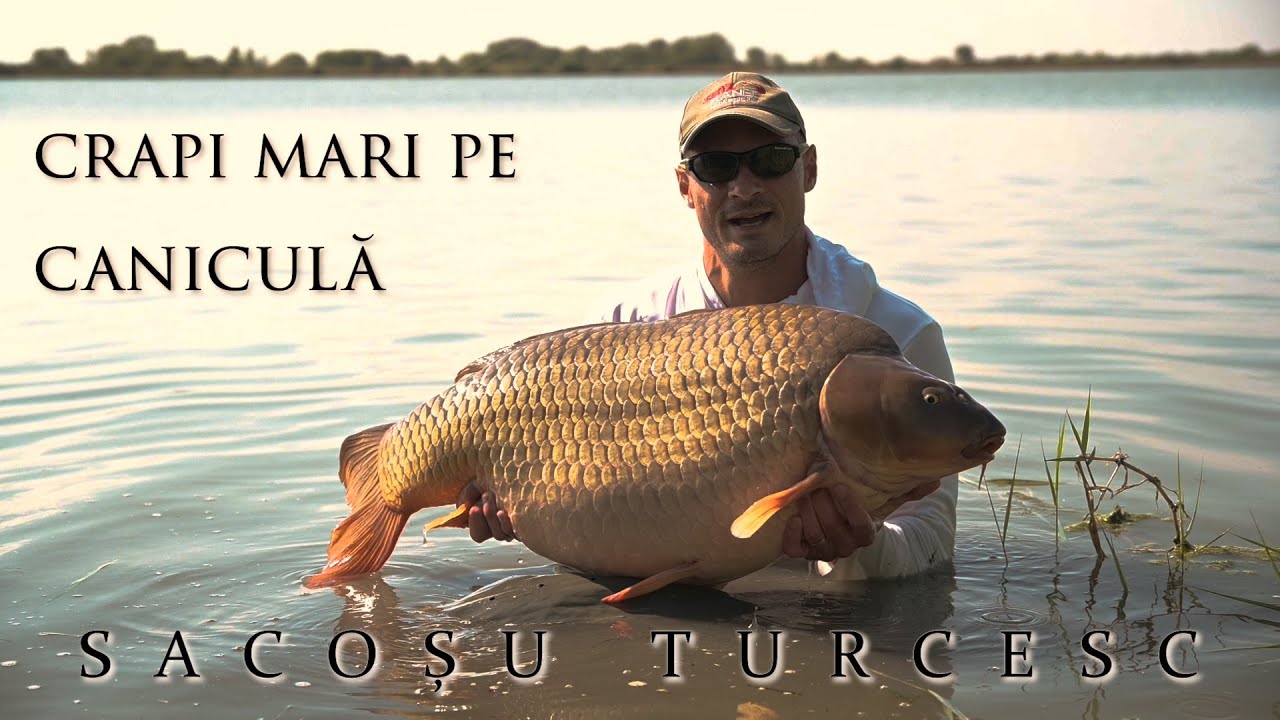 Crapi mari pe caniculă la Sacoșu Turcesc, județul Timiș.