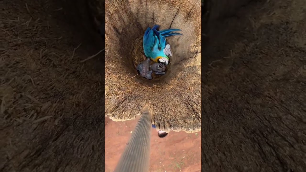 when you realize there's a macaw nest in your yard