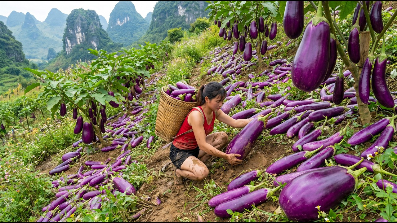 [Timelapse] Harvesting 500KG of Eggplants on a Mountain Slope & Transporting Them the Market to Sell