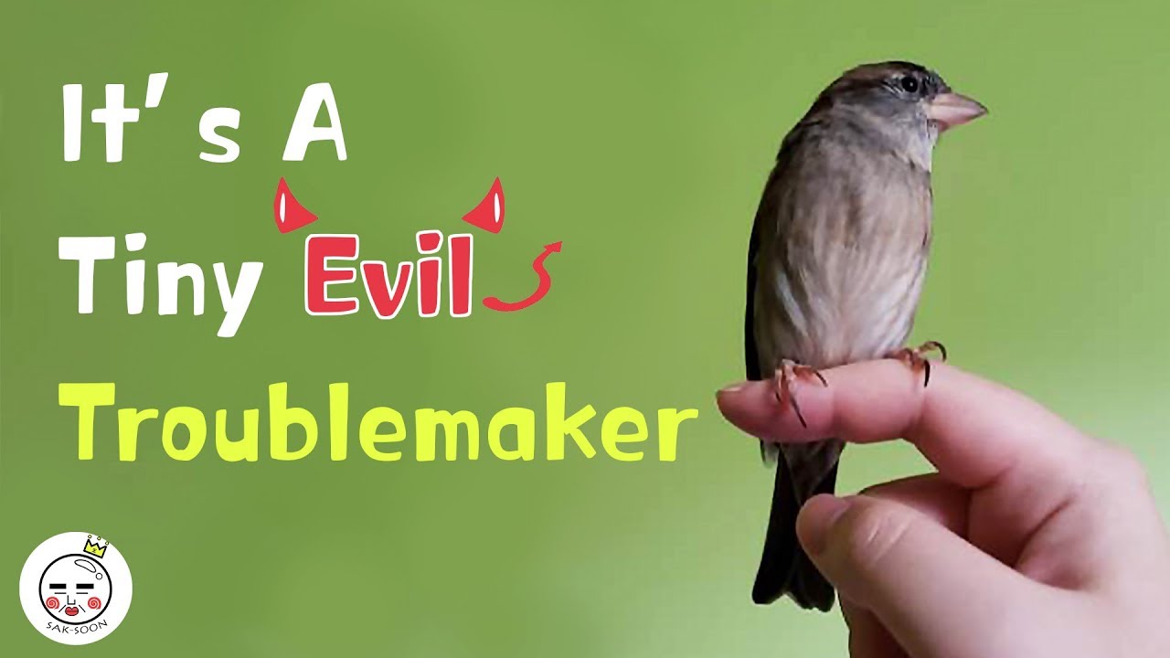 What You Need To Know Before Keeping A Bird as A Pet