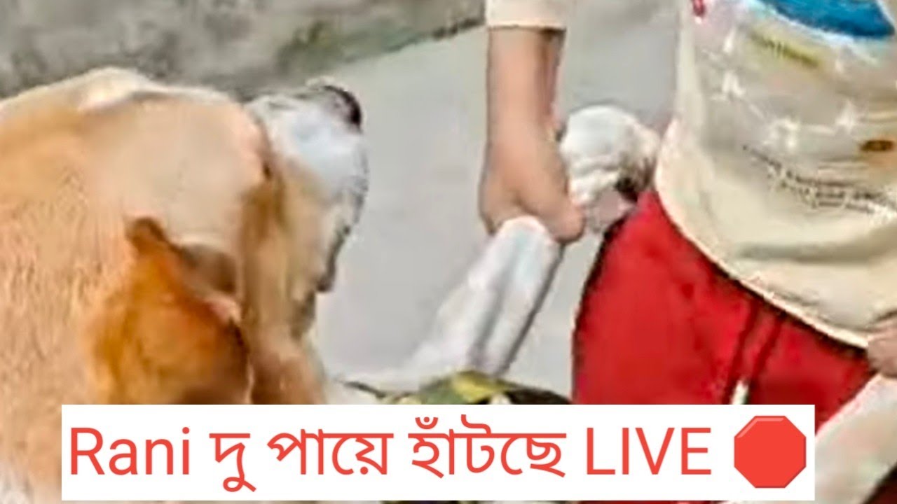 Raja Rani Funny Cute Moments 😍 | Daily Life of Dog Couple | Pet Shorts #shorts  #RajaRani