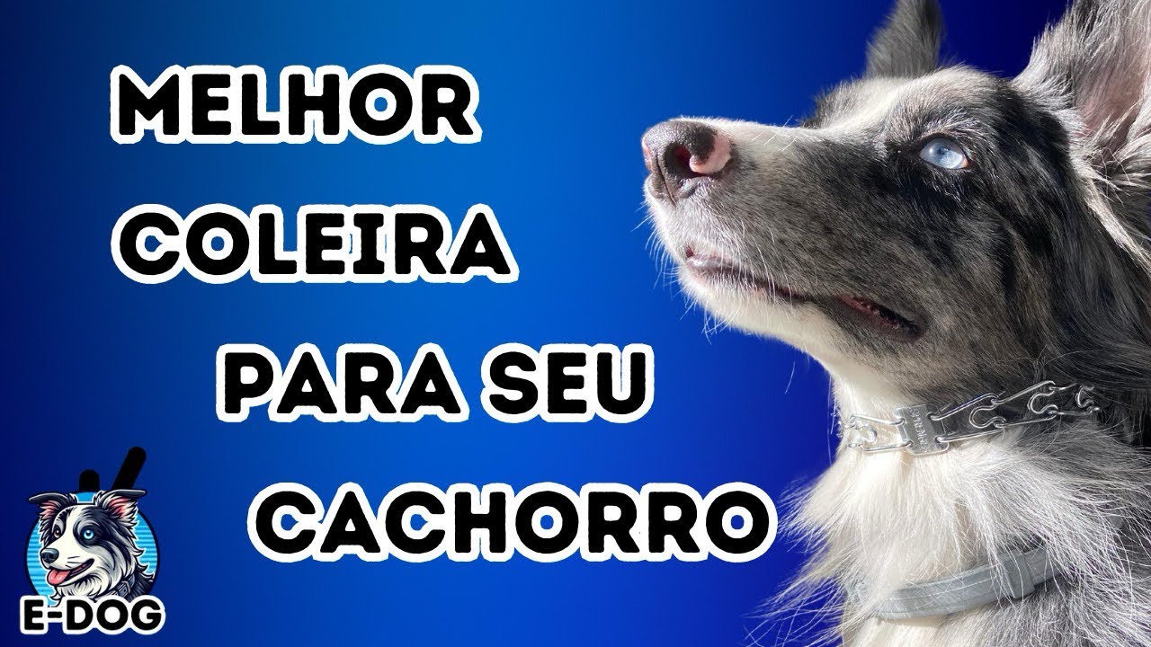 A melhor coleira para o seu cachorro - Prong Collar