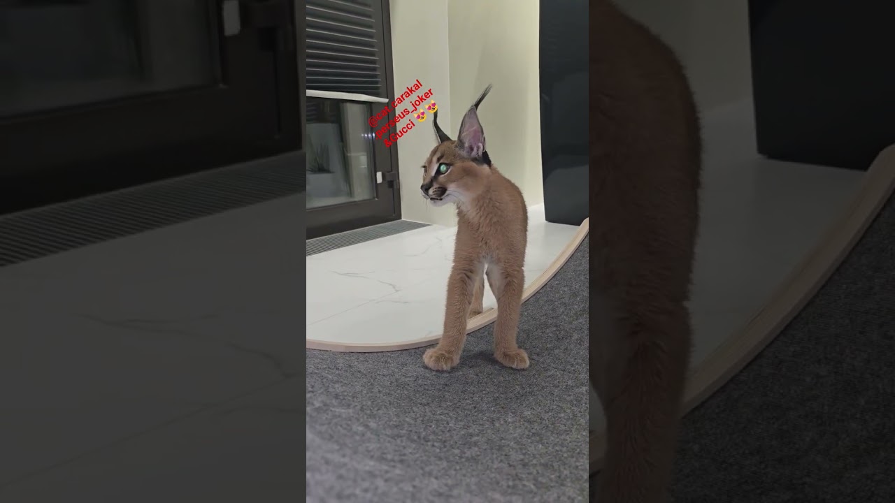 Сейчас Гуччи покажет как нужно бегать на колесе #персей #каракал #caracal #floppa #gucci #хищник