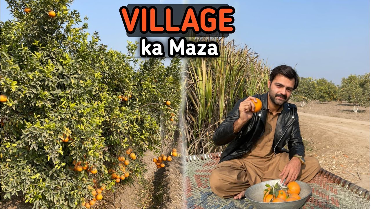 Gaon ke maza with oranges🍊| Fresh orange tod kar khaye