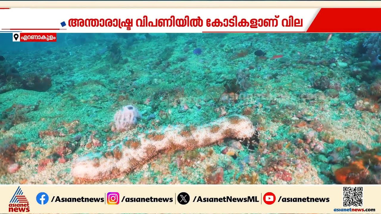 കടൽവെള്ളരി കടത്ത്; രണ്ട് കേസിലും കുറ്റപത്രം നൽകി ഇഡി