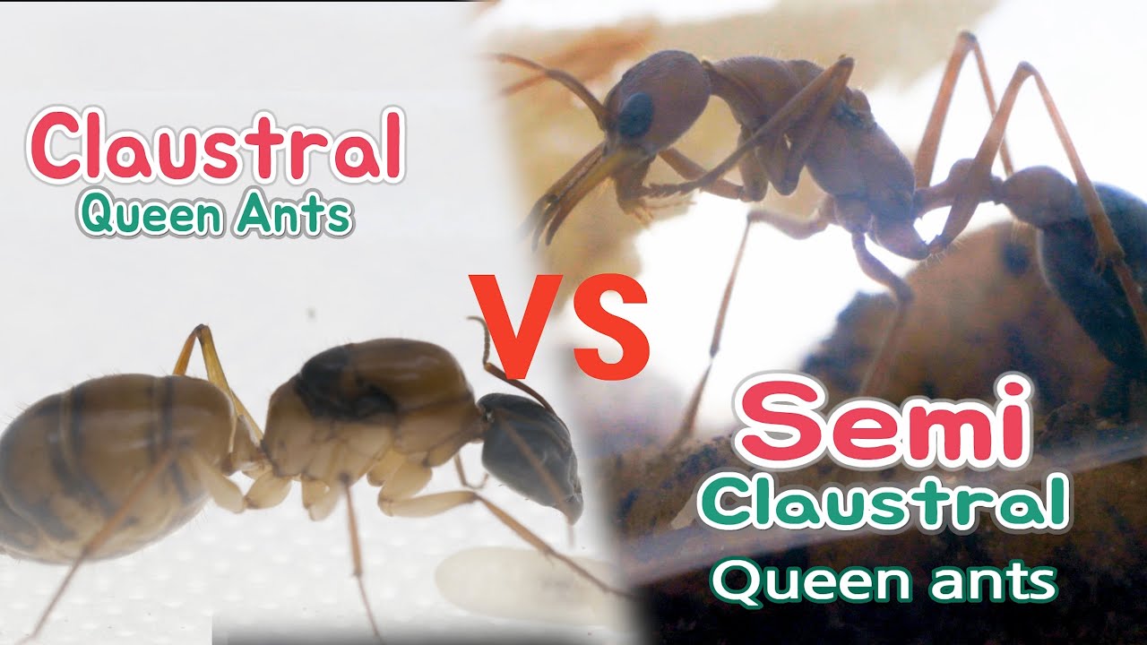 Antkeeping 02 - Claustral and semi claustral queen ants