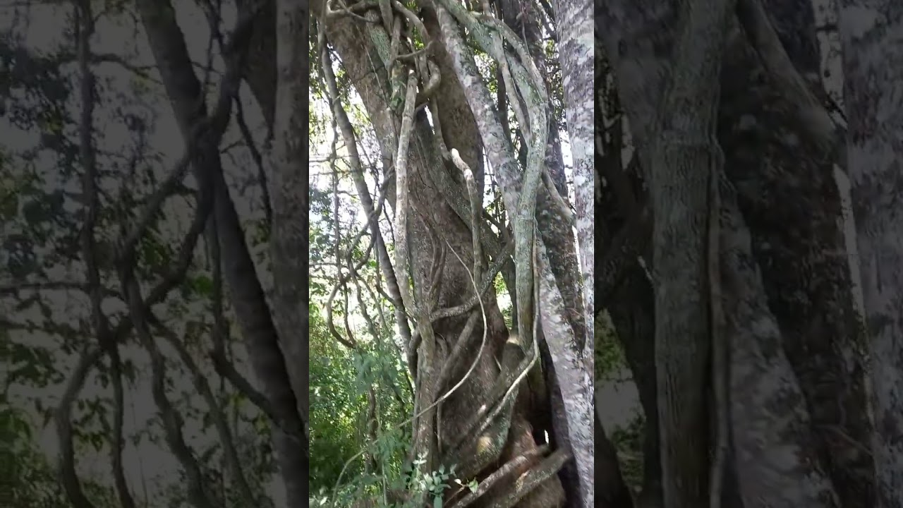 these are indigenous trees in Ololua forest on the borders of Kajiado and Nairobi.