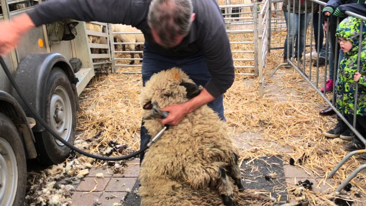 Schaap scheren op de D'r Heëlesje Joarmaat!!!