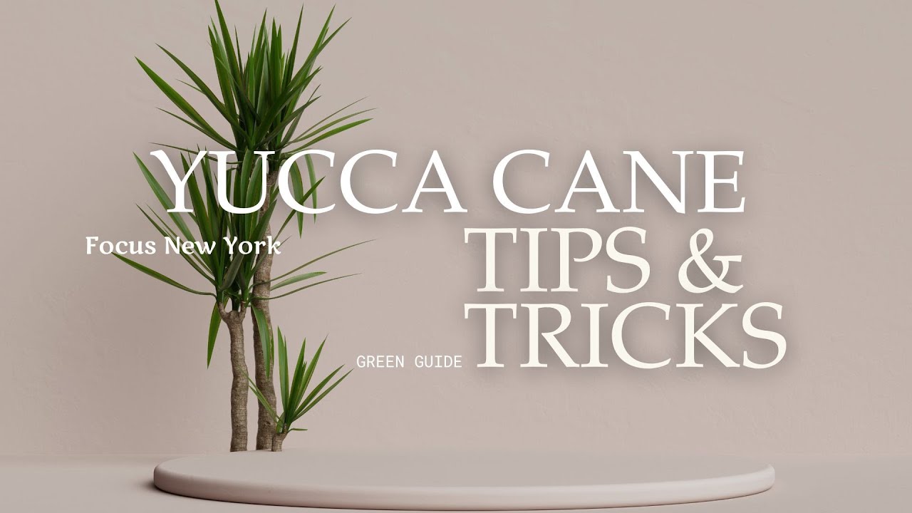 Yucca Plant Tips & Tricks by Focus New York