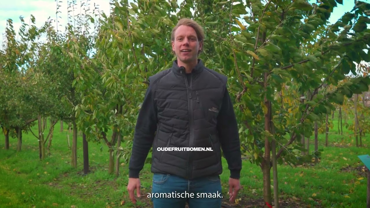 Burlat Kersenboom Kopen? Alles over Verzorging & Bestuiving
