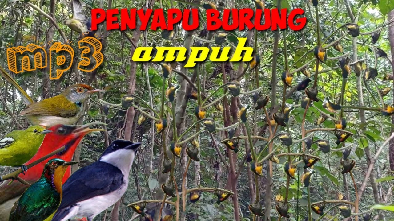 Punya MP3 Ini Habis burung SAtu rombongaN