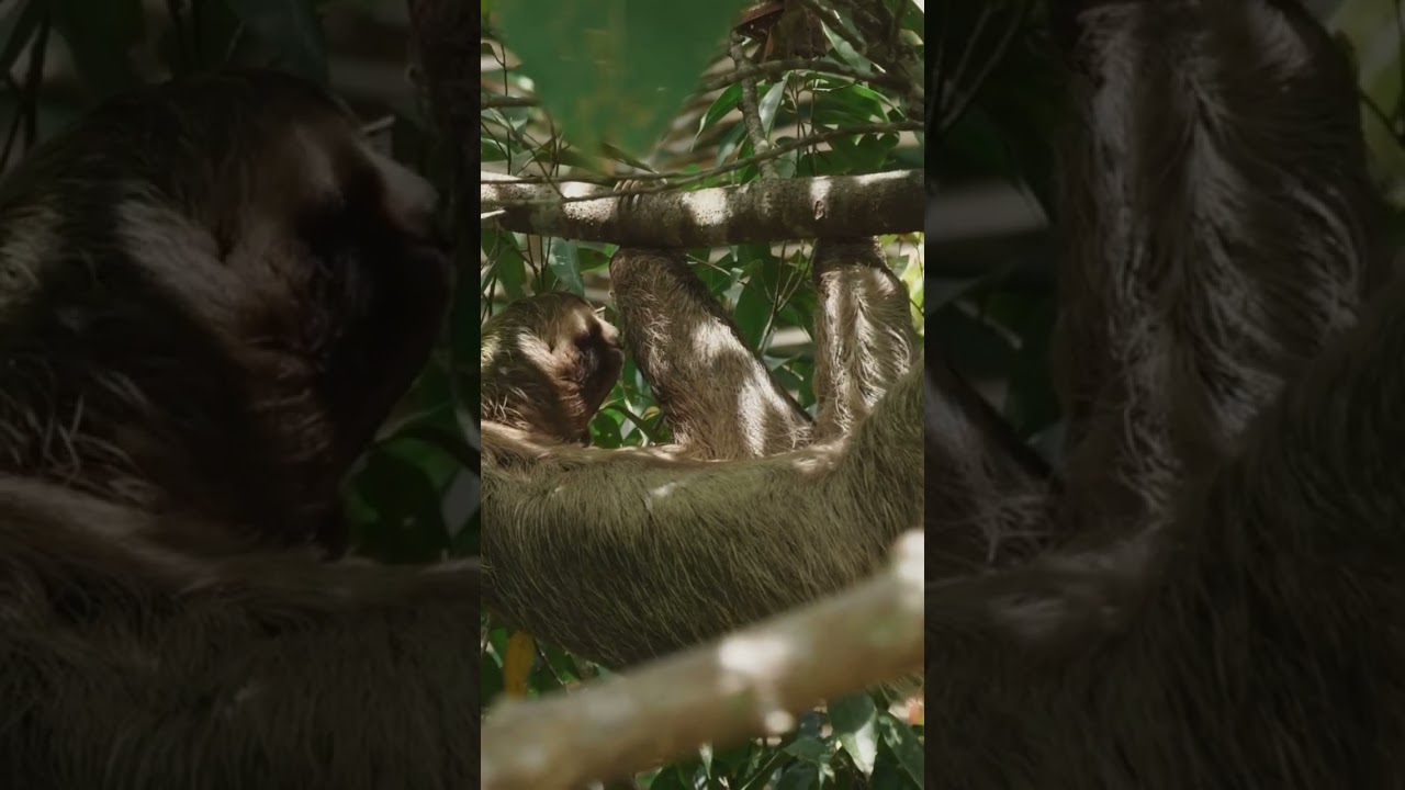 Biomimicry: Nature&rsquo;s Designs Explained