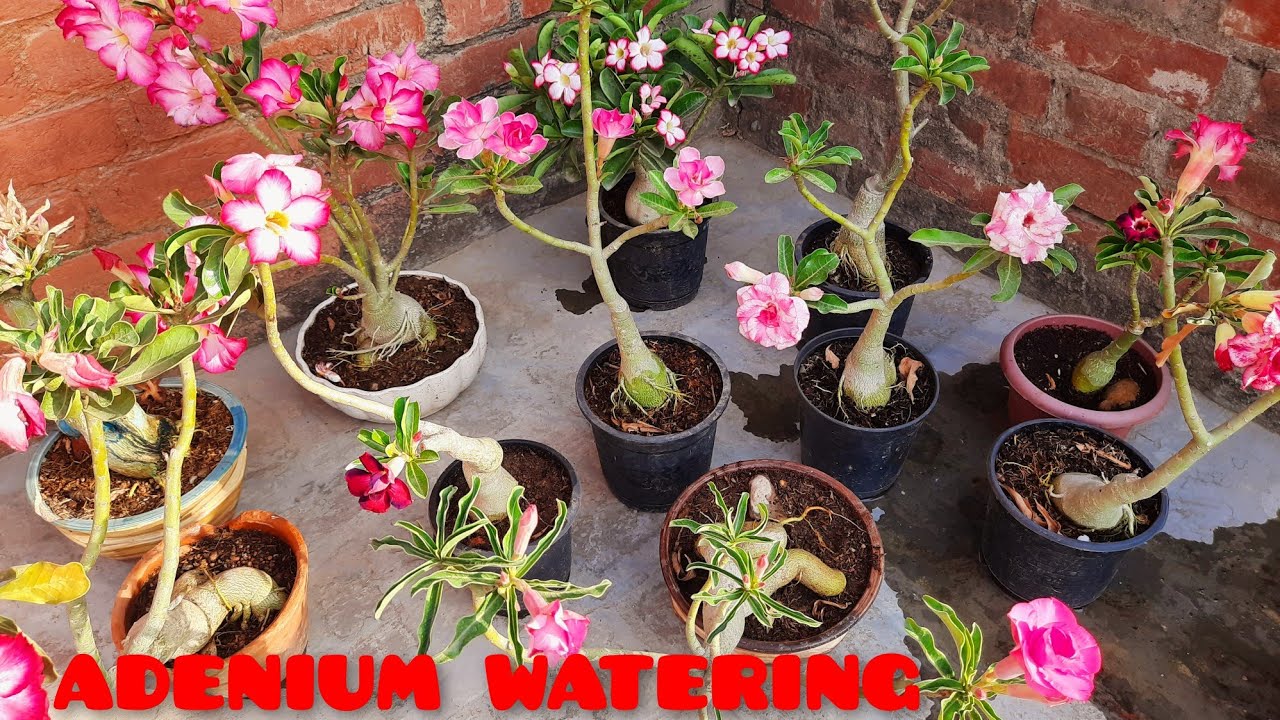 ADENIUM WATERING IN SUMMER