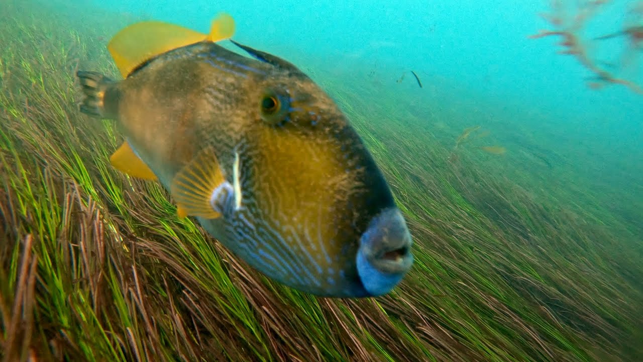 Happy Fisherman   EP135 Big King George Whiting at Queenscliff