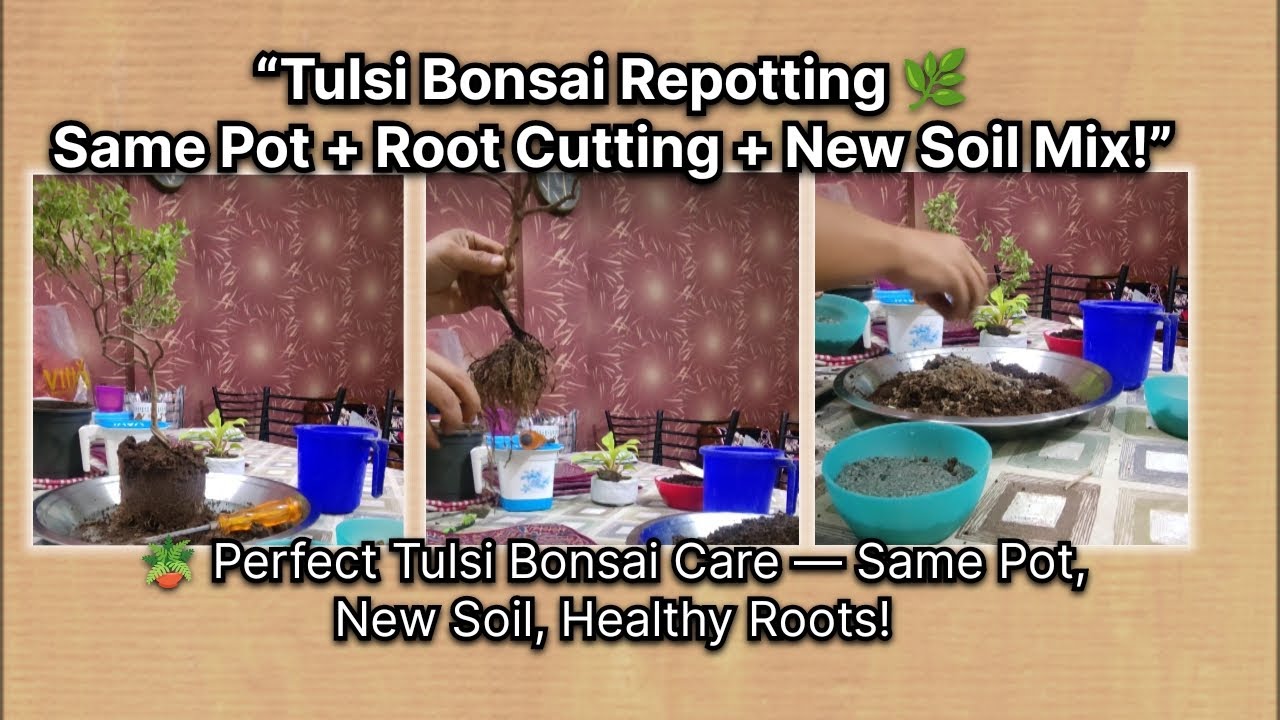 🌿 Tulsi Bonsai Repotting 🌱 Root Cutting & New Soil Mix (Same Pot) | Full Process Time Lapse