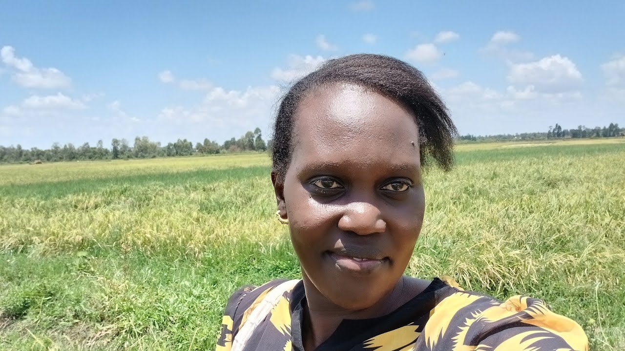 Spend a day with me in the Rice Farm//Rice Harvesting in African Village Farm🌾🌾