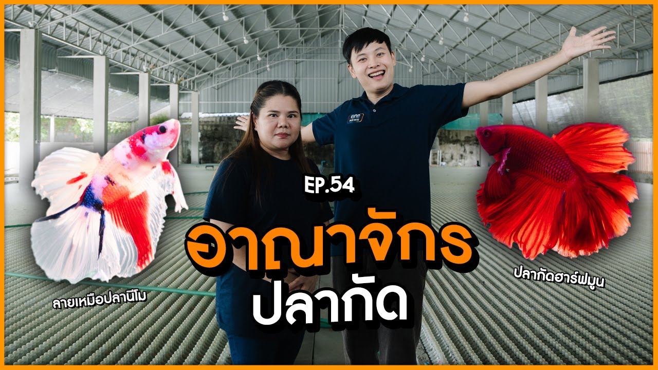 อาณาจักรปลากัด | นับหนึ่งถึงล้าน EP.54 | สำนักข่าววันนิวส์
