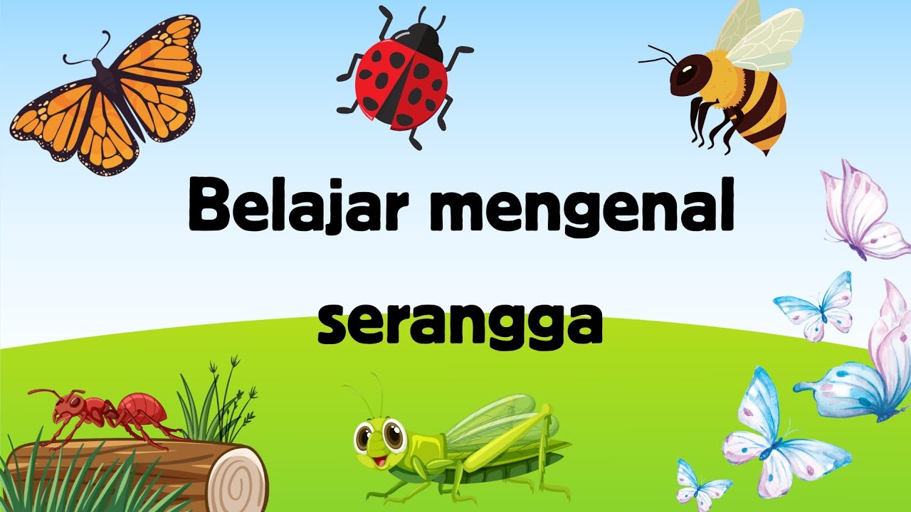 BELAJAR MENGENAL NAMA NAMA SERANGGA UNTUK ANAK ANAK