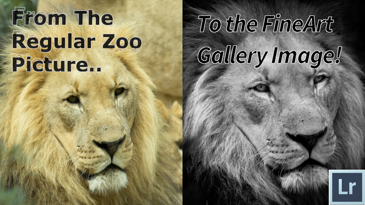 How To Edit Wildlife And Zoo Photos in Adobe Lightroom 6 CC The ULTIMATE Tutorial and Guide