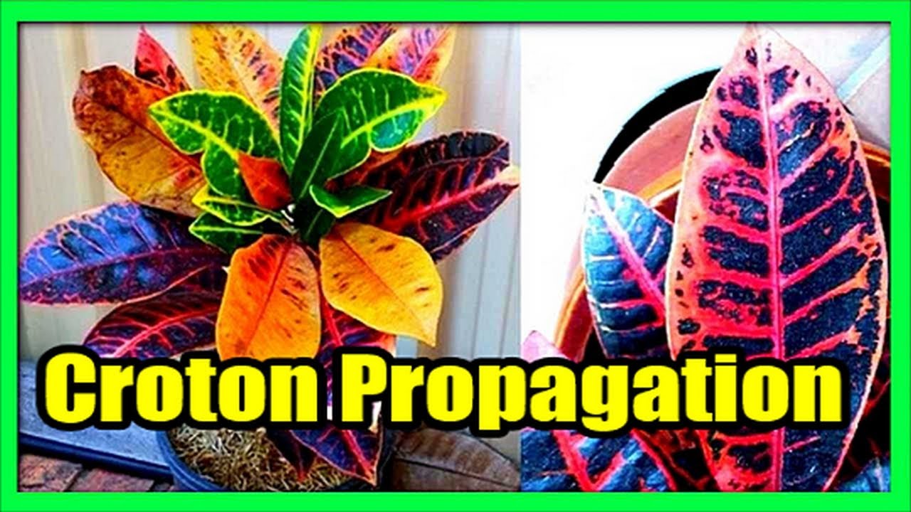 Размножение кротона | Пошаговое руководство по черенкованию стебля