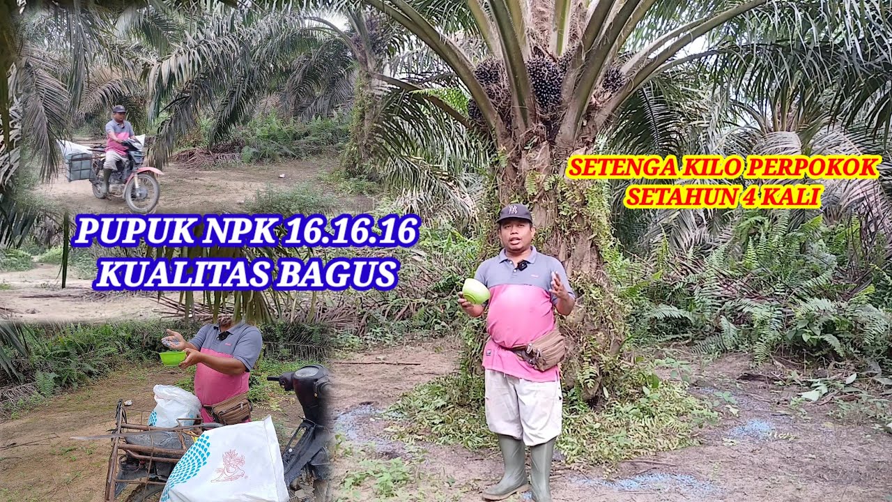 Pupuk NPK 16.16.16 ,Berkualitas Dengan hasil bagus