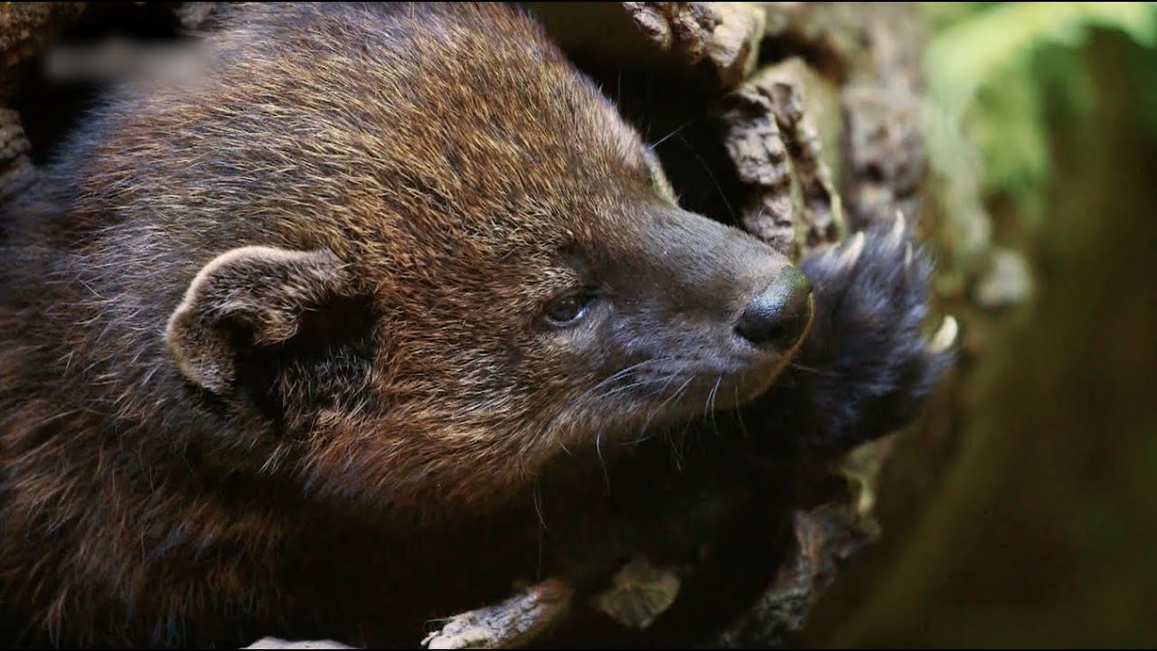 To Find A Fisher - Yosemite Nature Notes - Episode 35