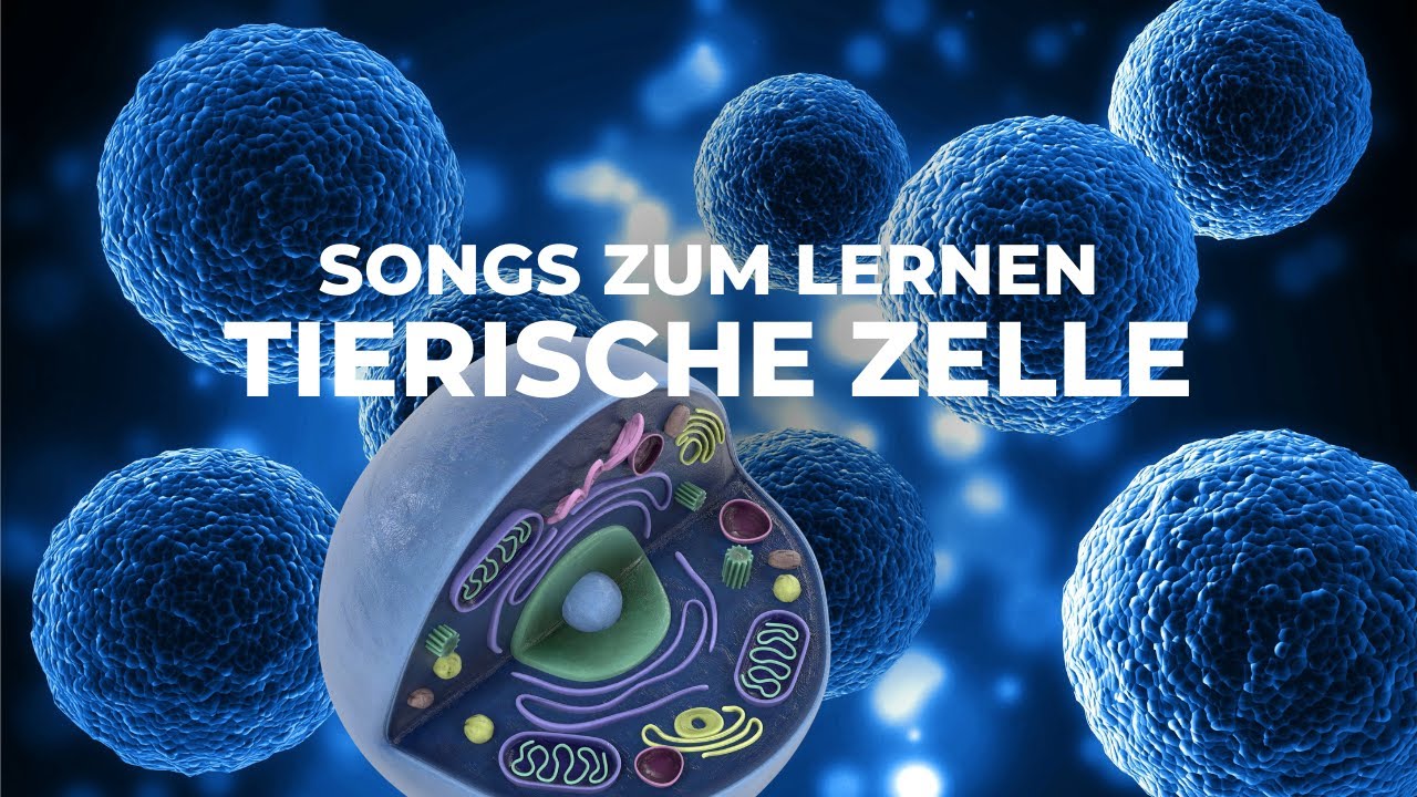 Aufbau der tierischen Zelle LERNSONG - Lernhilfe mit Beschriftung