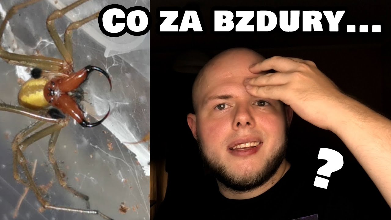 Czy KOLCZAK ZBROJNY jest niebezpieczny? + opis gatunkowy!