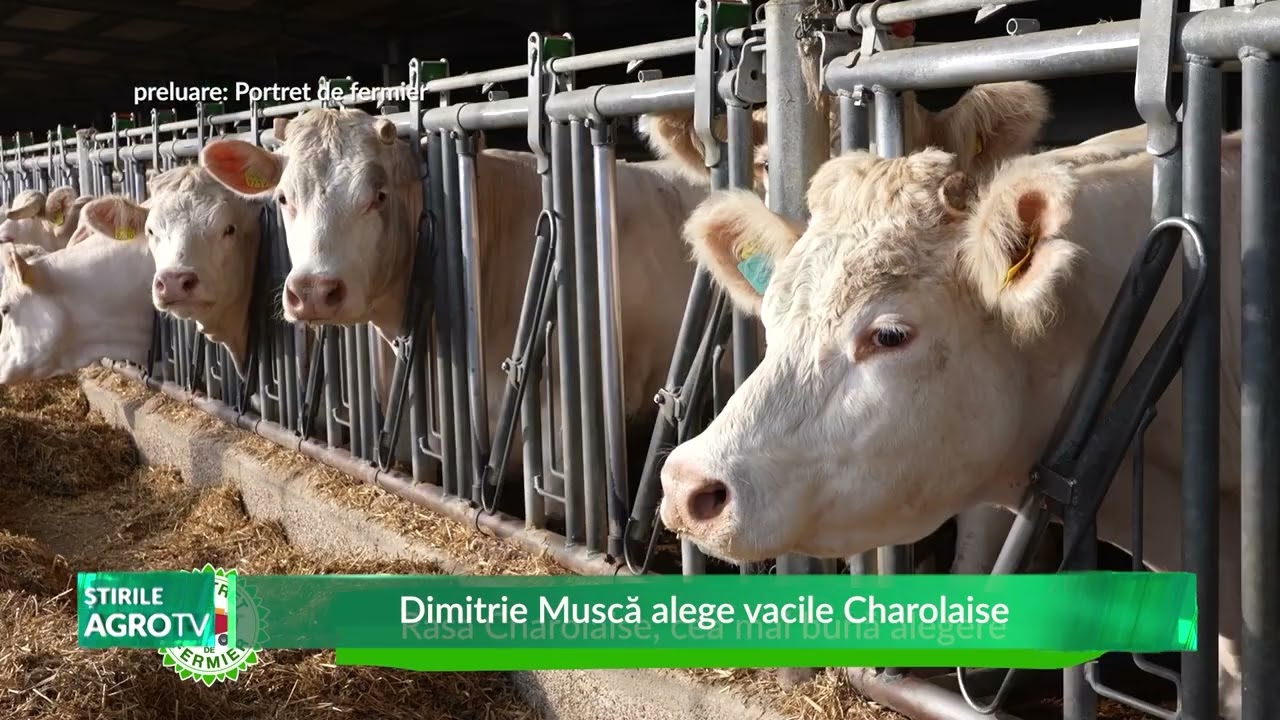 Dimitrie Muscă alege vacile Charolaise 09 10 2024