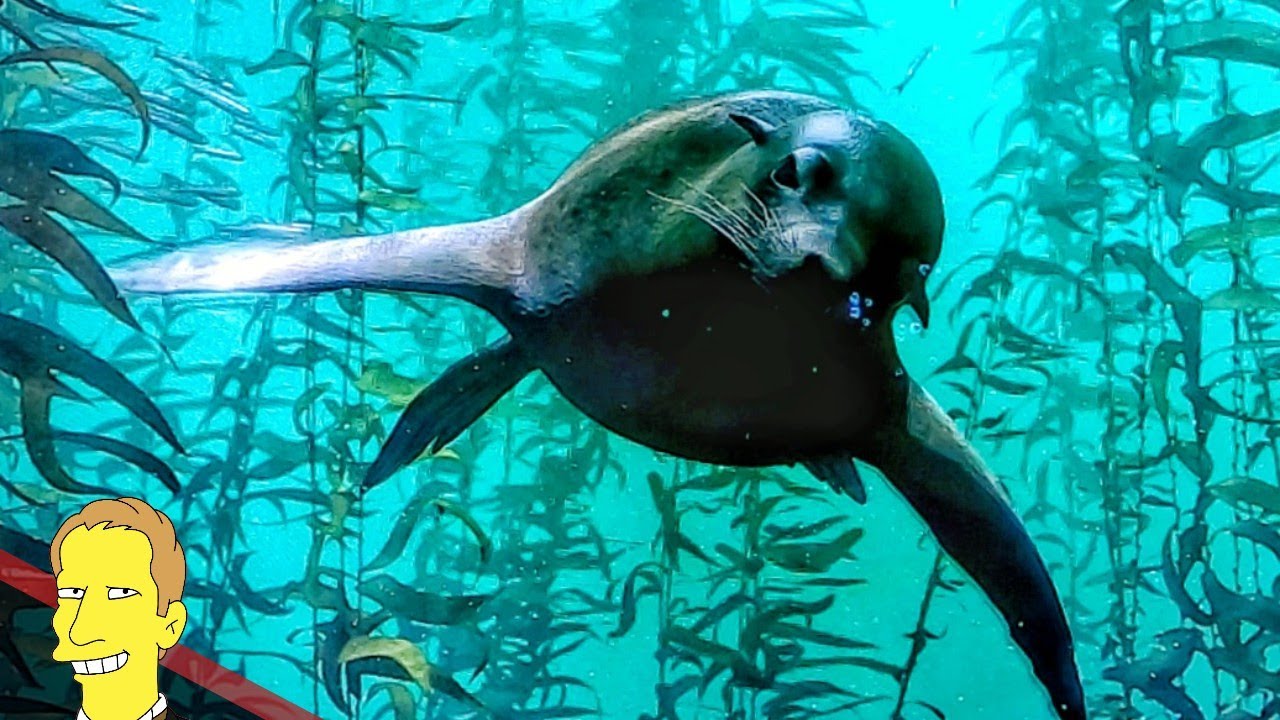 NATIONAL GEOGRAPHIC ENCOUNTER OCEAN ODYSSEY
