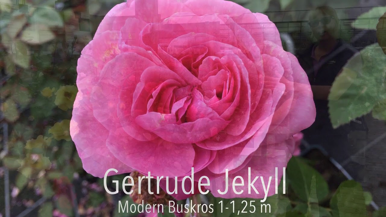 Trädgårdsmästare Marias bästa rosor