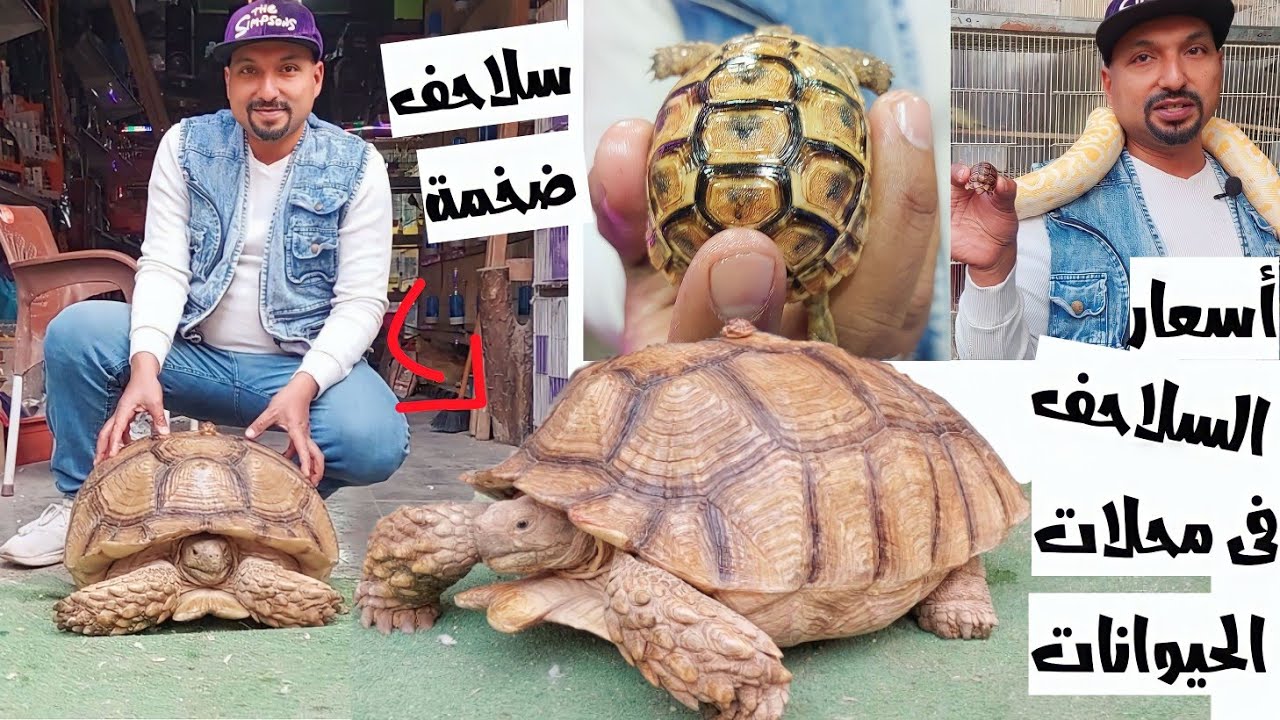 اسعار السلاحف البرية الضخمة فى محلات الحيوانات وافضل انواع السلاحف للتربية للمبتدئين💖🐢🔥🤩