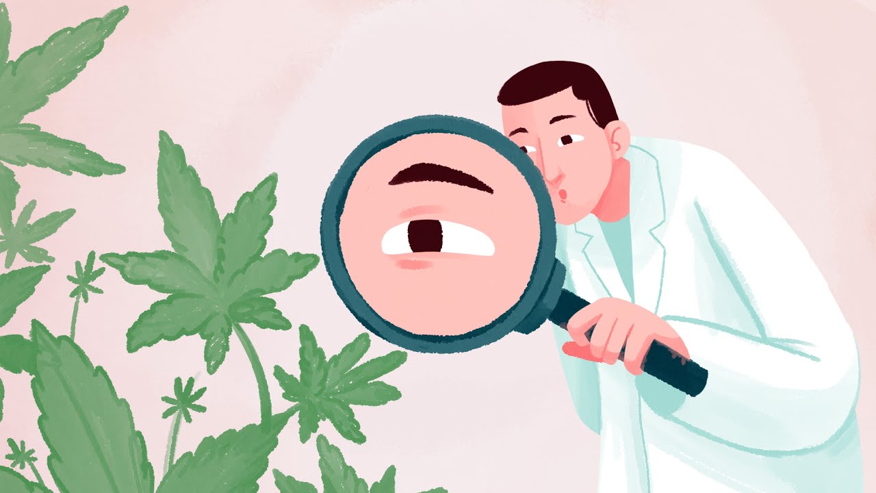 How Cannabis Works On The Human Body: The Endocannabinoid System