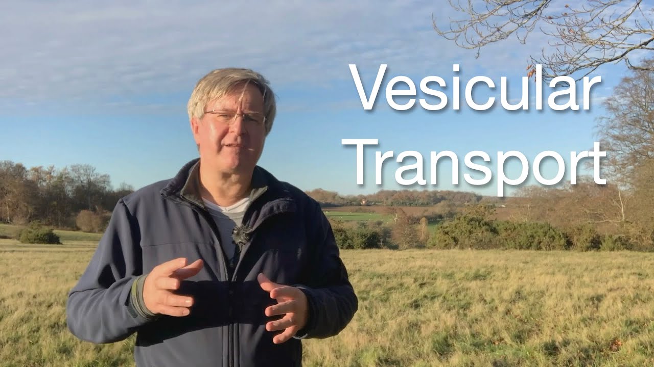 Organelles: Understanding Vesicular Transport