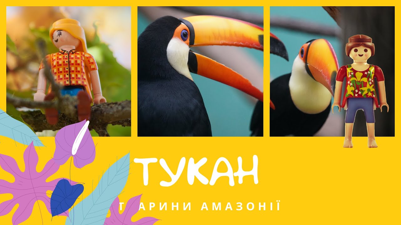 Тукан. Тварини Амазонії | КоМарко