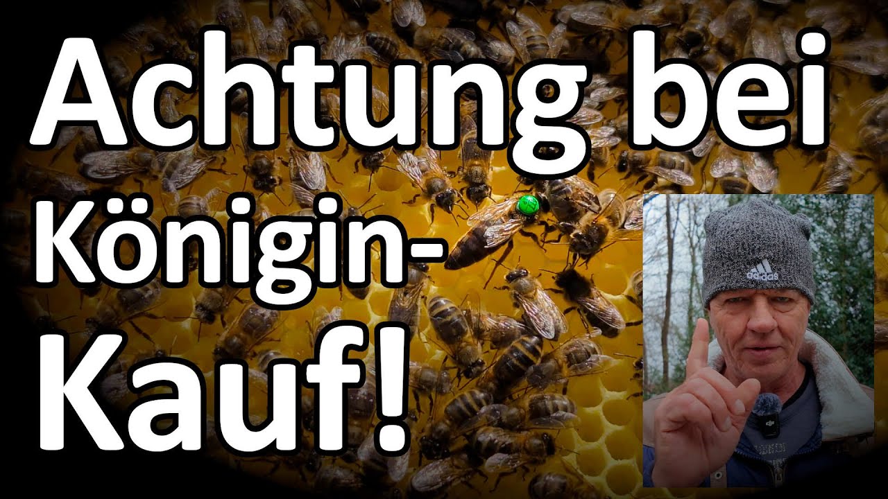 Wichtig: Imker-TIPP Königinnen-Kauf - das solltest Du vor dem Kauf einer Bienenkönigin beachten!