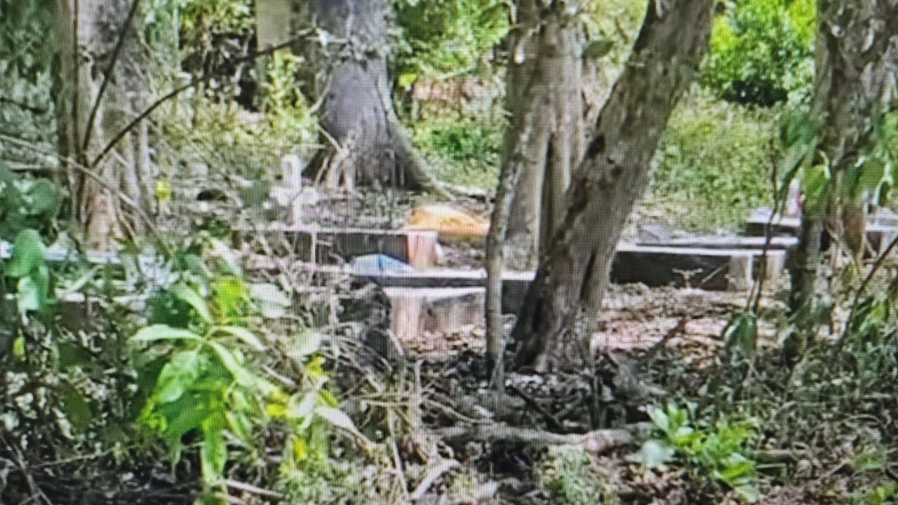 DONDE DESCANSAN LOS HEROES DE LA GUERRILLA cerro de Guazapa ##guerra #Guazapa #El Salvador