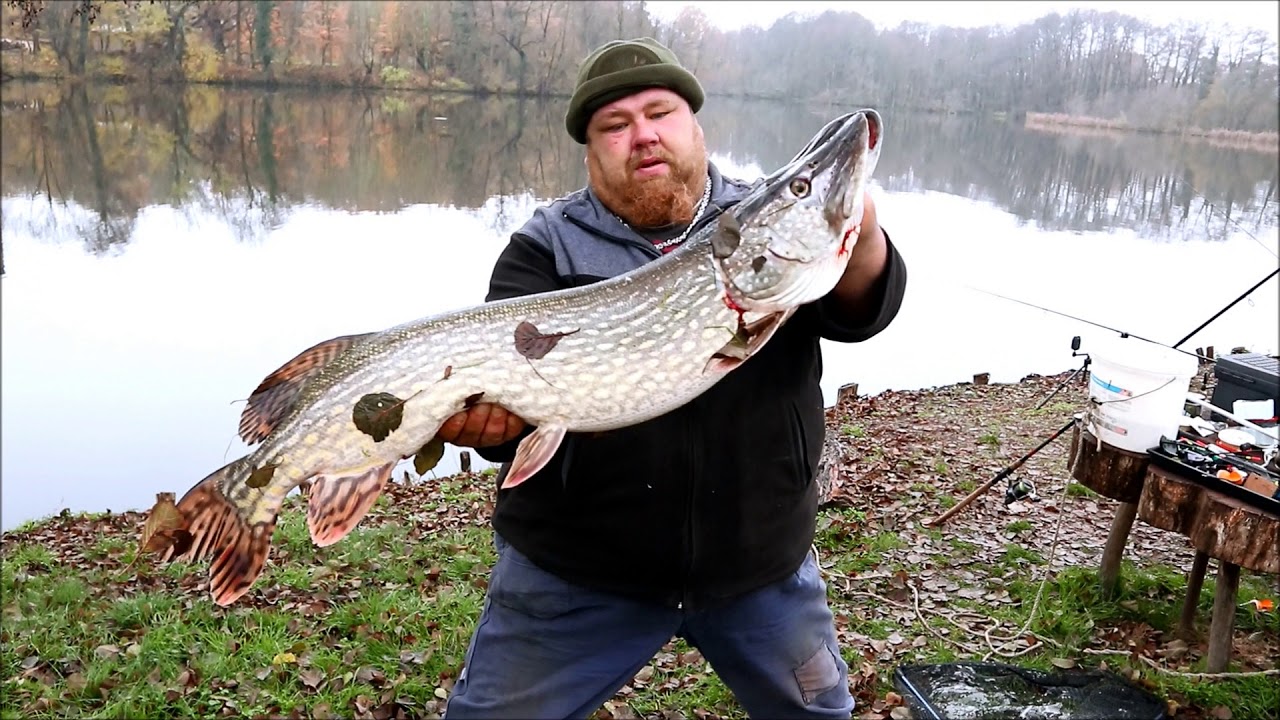 Angeln im Herbst mit Köderfisch auf groß Hecht