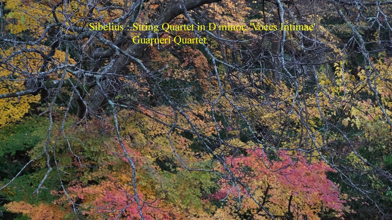 Sibelius : String Quartet in D minor, 'Voces Intimae'
