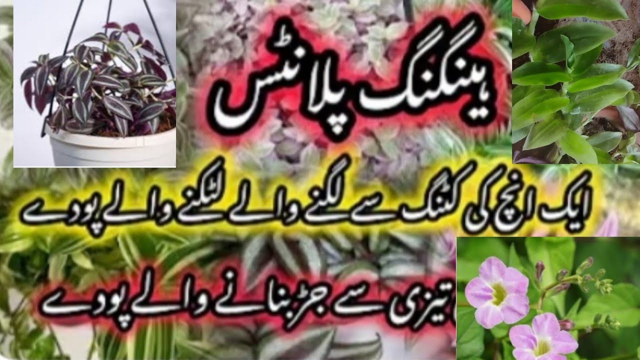 How To Grow Permanent Plants From cuttings/Hanging Plants Growing