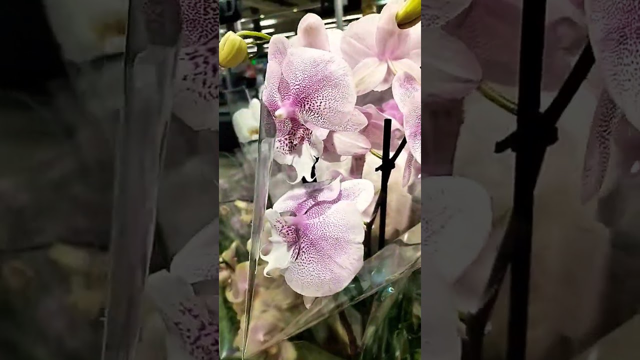 23 серпня 2023 р. Queen Kizz #орхідеї#orchid#фаленопсис#orchidflower