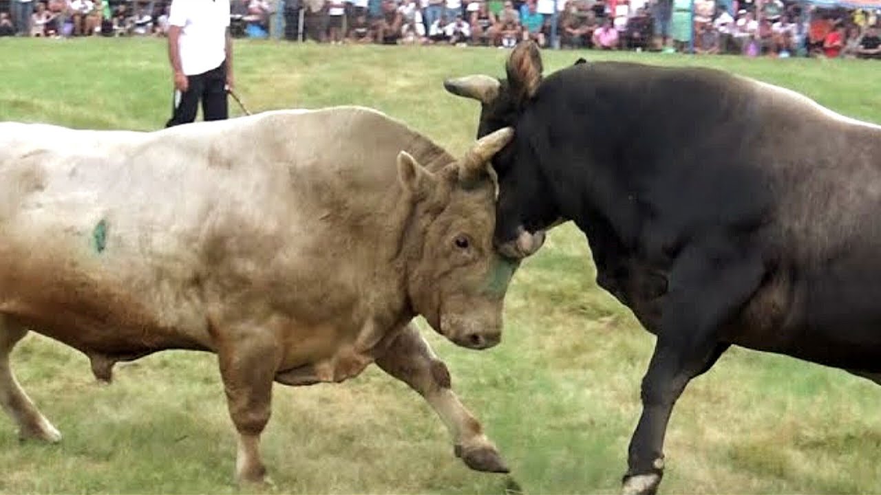 🧿 GOLUB vs BRIZAN - Cevljanovici 2023 #bullfightmaharashtra #bull