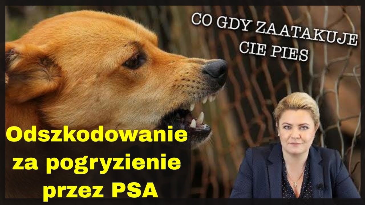 Odszkodowanie za pogryzienie przez psa, co jest ważne - jakie dowody zabezpieczyć