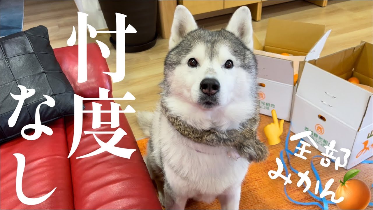 みかんソムリエなハスキーに山口県のみかん農家さんから挑戦状が届きました🍊