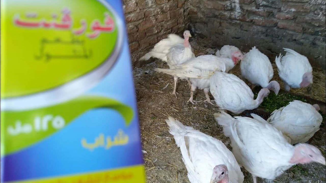 أقوى دواء للقضاء على جميع الأمراض التنفسية عند الرومى الأبيض