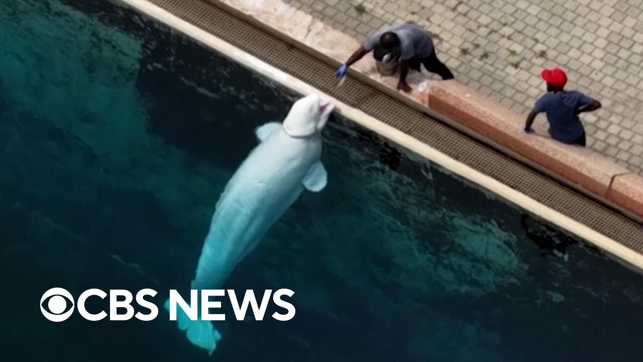 28 beluga whales from Marineland coming to U.S. through emergency rescue plan