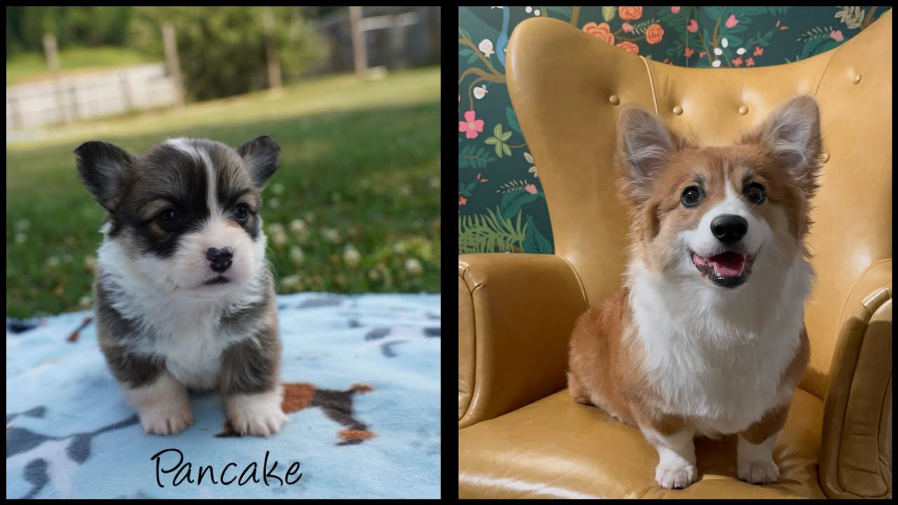 Corgi puppy grows up! Pancake is 6 months old!