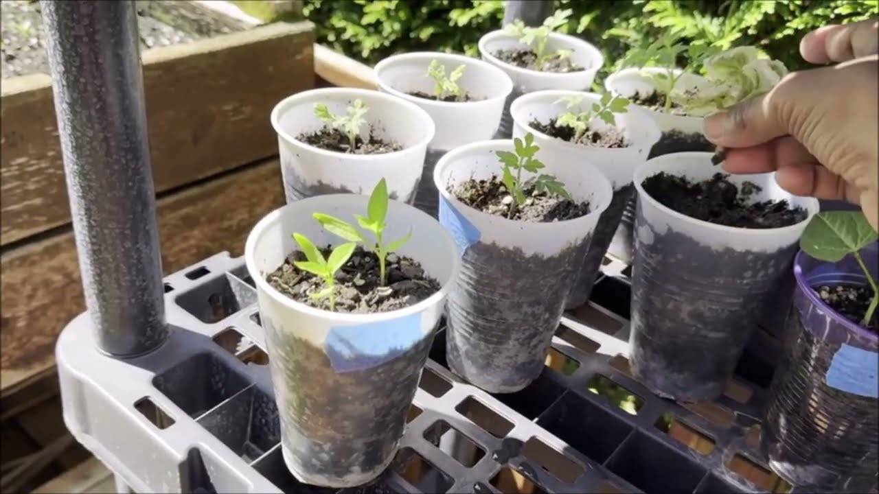 Keepin' Hope AND PLANTS Alive '24