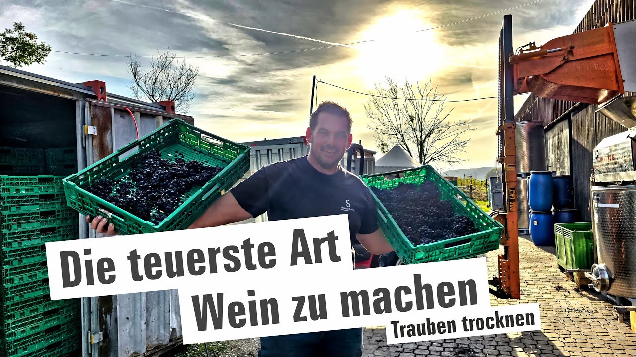 Die teuerste Art Wein zu machen! Trauben trocknen.  | mit Herzblut zum Wein Vlog #374